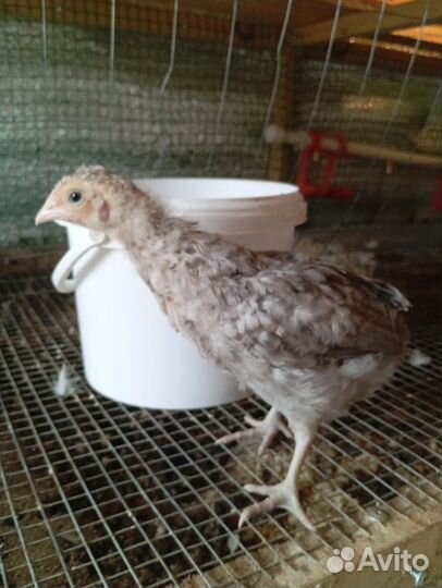 Цыплята 1 месяц помесные