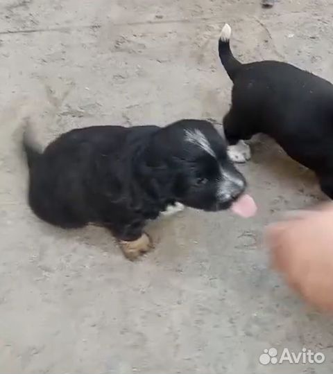 Щенок в добрые руки