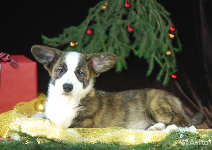 Щенки Вельш-Корги Кардиган РКФ