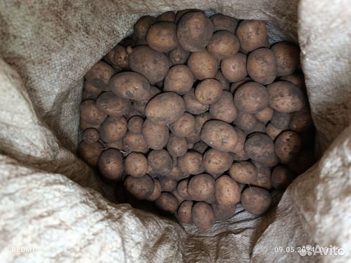 Мелкий картофель