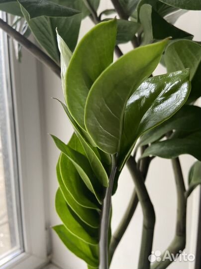 Замиокулькас большой