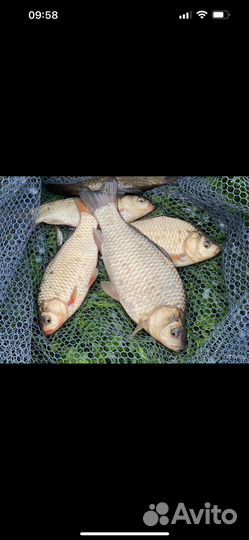 Живая рыба карась, белый амур