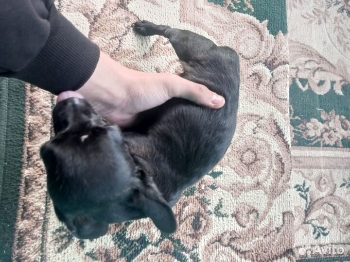 Собакен не моросит