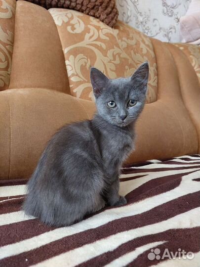 Котята в добрые руки (девочки)