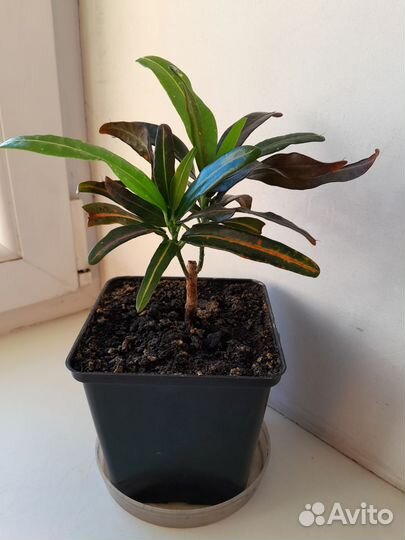 Кротон узколистный