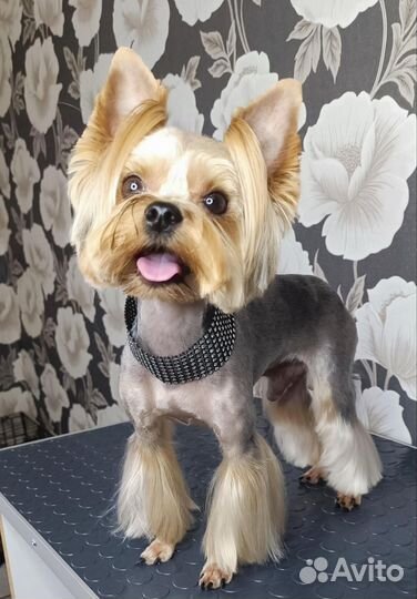 Стрижка собак