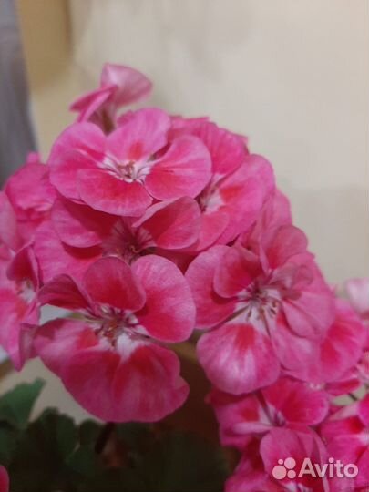 Герань,пеларгония розовая,коралловая
