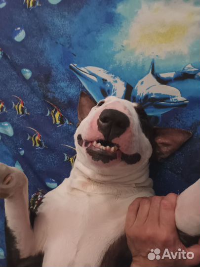 Стандартный бультерьер