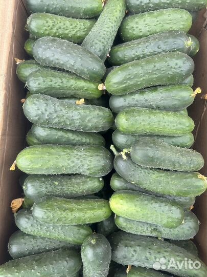 Огурцы оптом