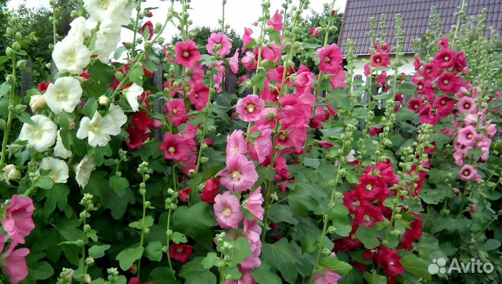 Мальва микс (Семена)