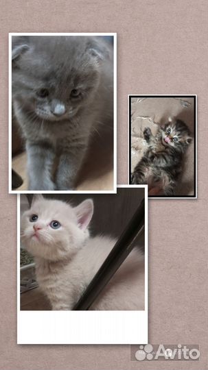 Шотландские котята