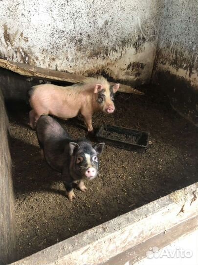 Коза дойная молочная поросята