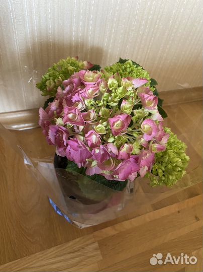 Гортензия в горшке