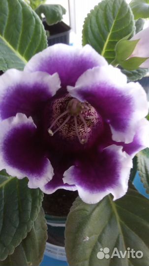 Глоксиния цветущая