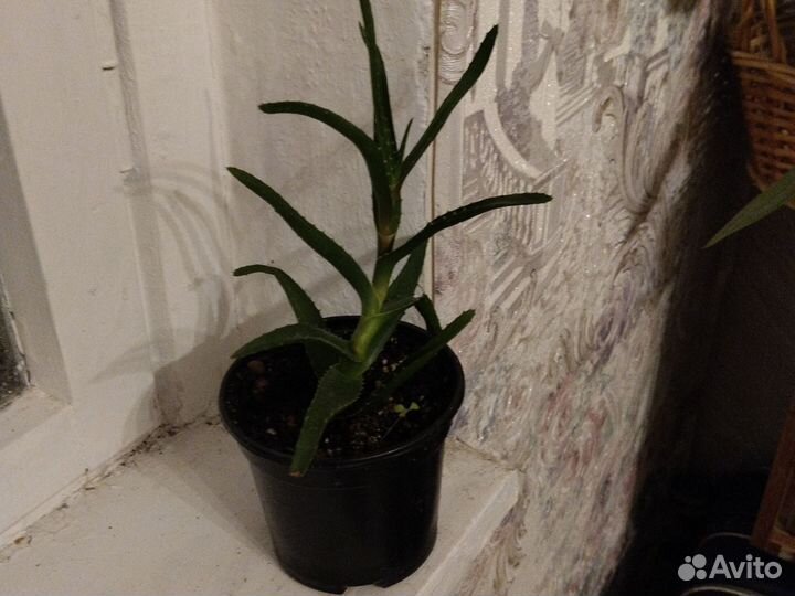 Алоэ столетник