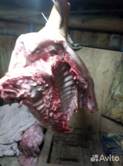 Мясо свиньи