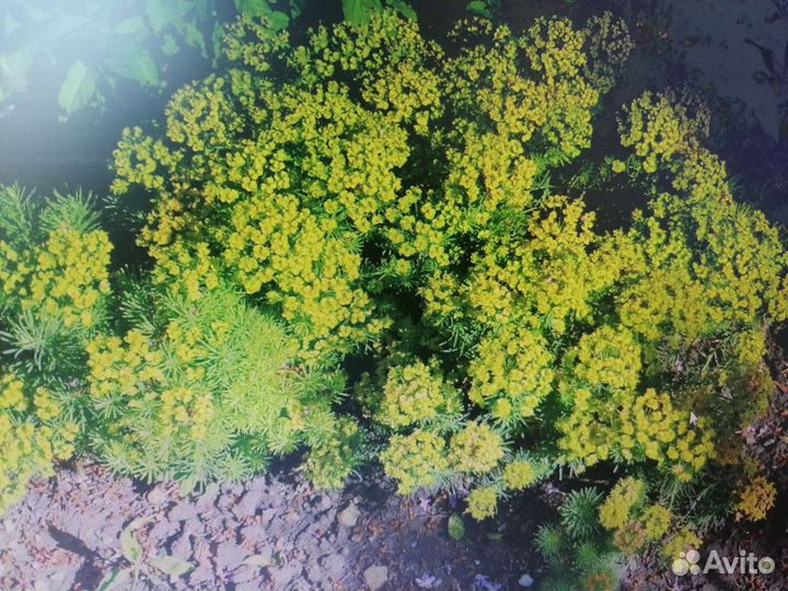 Молочай кипарисовидный