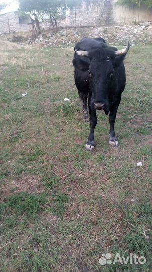 Продаются,коровы.(быки проданы)