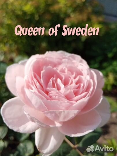 Роза корнесобственная