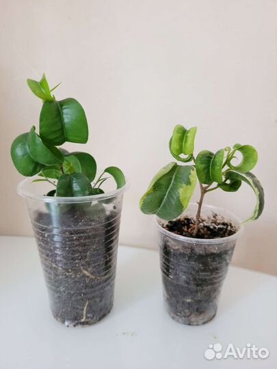 Фикусы Ирэн, Барок, Букле