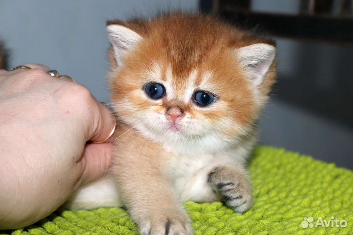 Девочка золотая британская шиншилла