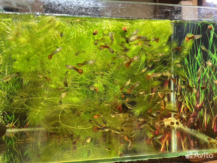 Рыбки гуппи и меченосцы