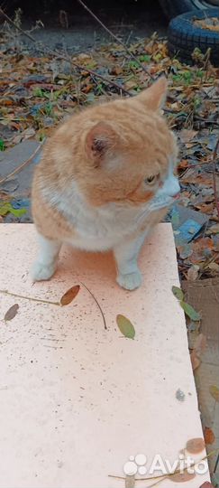 Кот котофей погибает