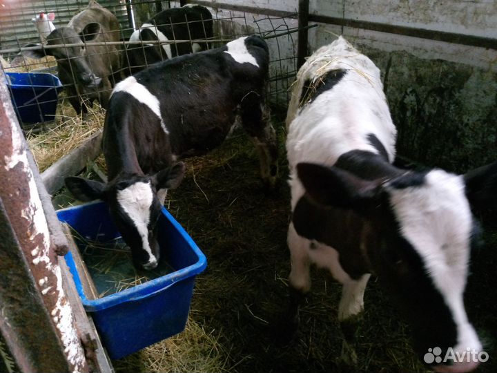 Тёлочки на племя