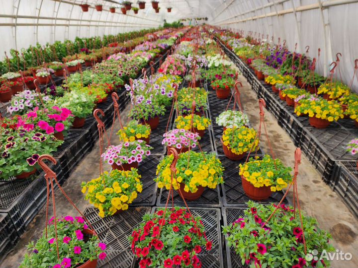 Петуния ампельная в кашпо