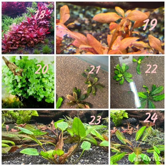 Аквариумные растения