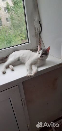 Кошки в дом и добрые руки