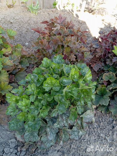 Гейхера, 3-х летняя
