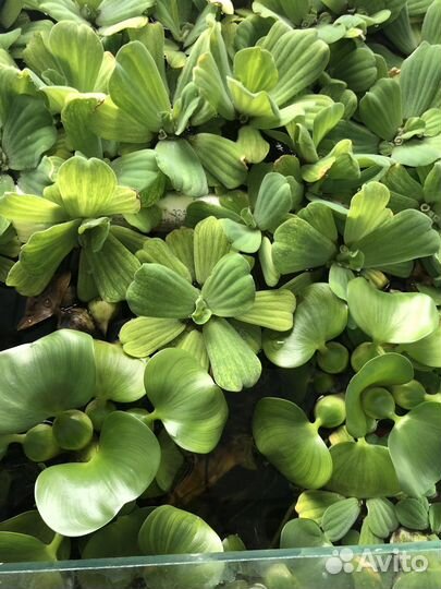 Для прудов. Гиацинт и другие растения