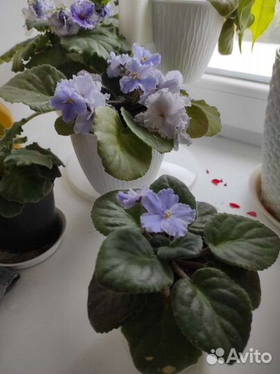 Герань и фиалка