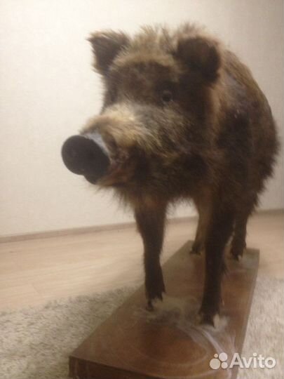 Чучело кабана