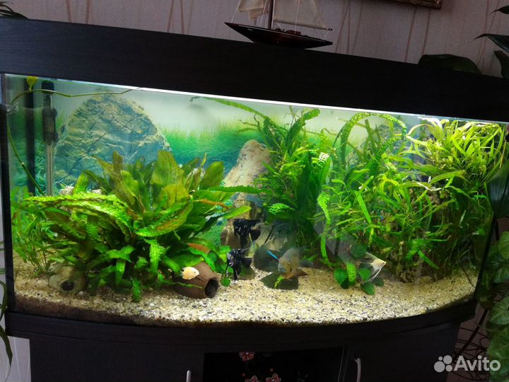 Аквариумы