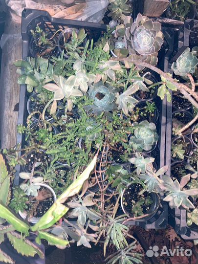 Суккуленты