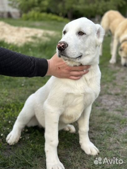 Щенки алабай (Среднеазиатская овчарка)