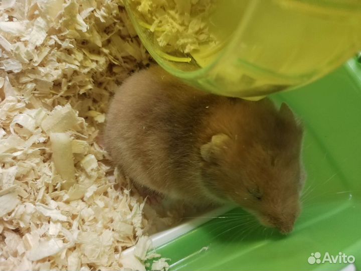 Хомяки вместе с клеткой