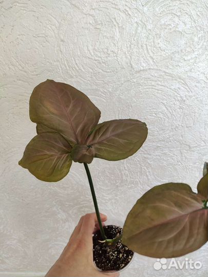 Сингониумы сортовые