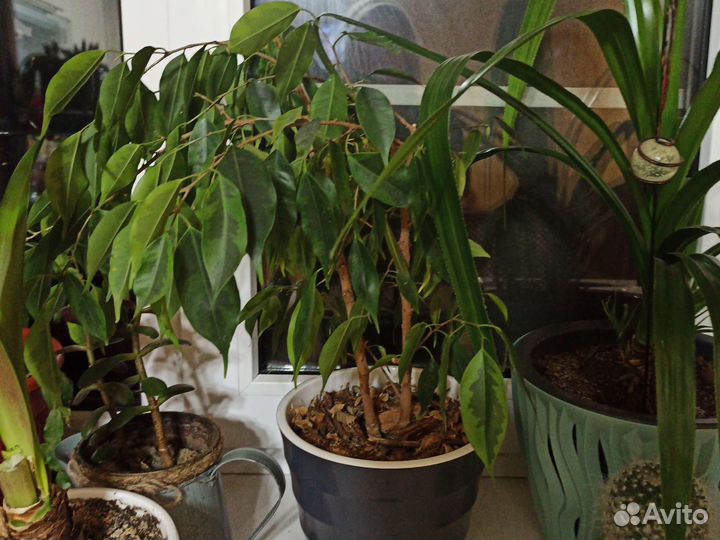 Фикус Бенжамина