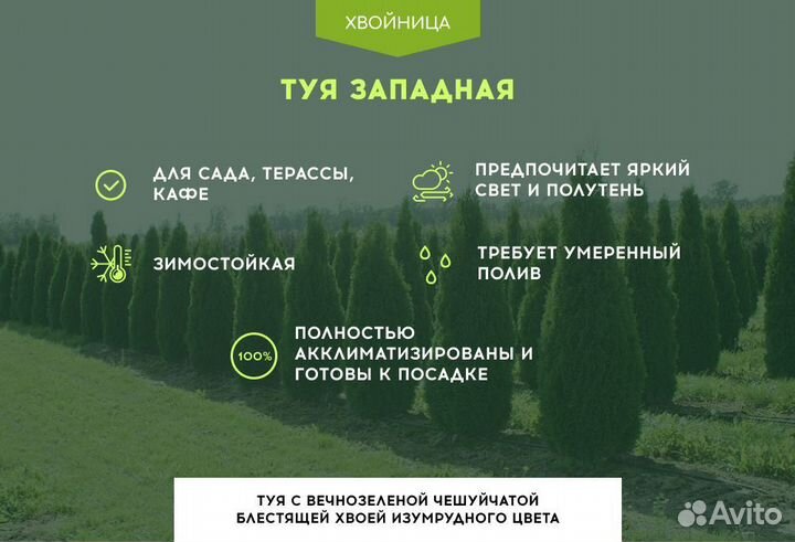 Туи Ростовка большая 8 м