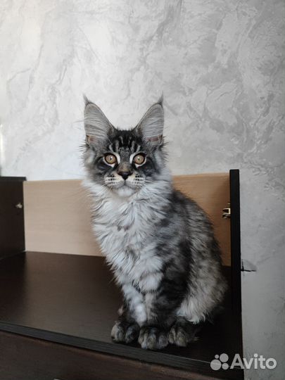 Мейн-кун котята