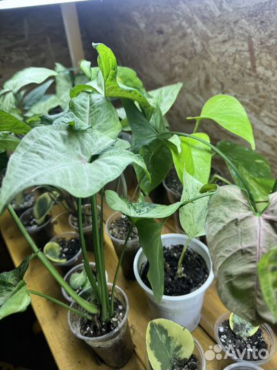 Комнатные цветы