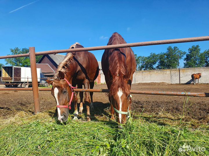 Постой лошадей