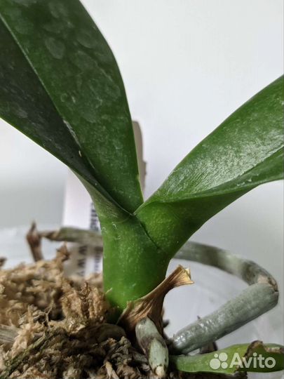 Орхидея фаленопсис Lioulin Wild cat