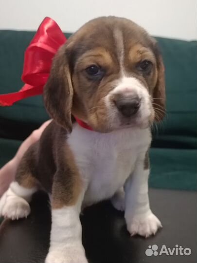 Щенки породы бигль