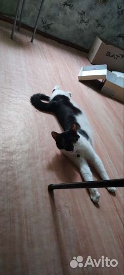 Кошка в дар