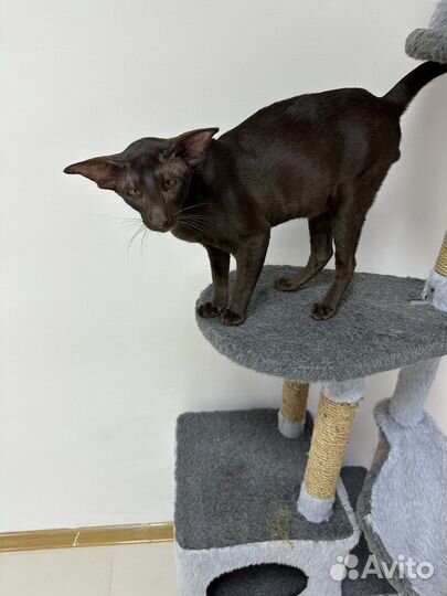 Ориентальная вязка