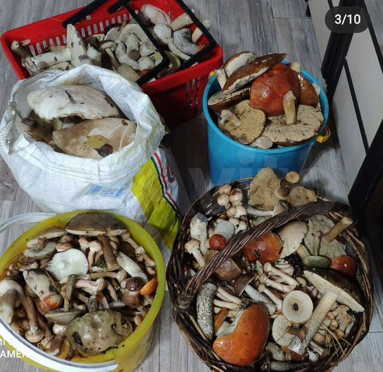 Участок 33 сот. (ИЖС)